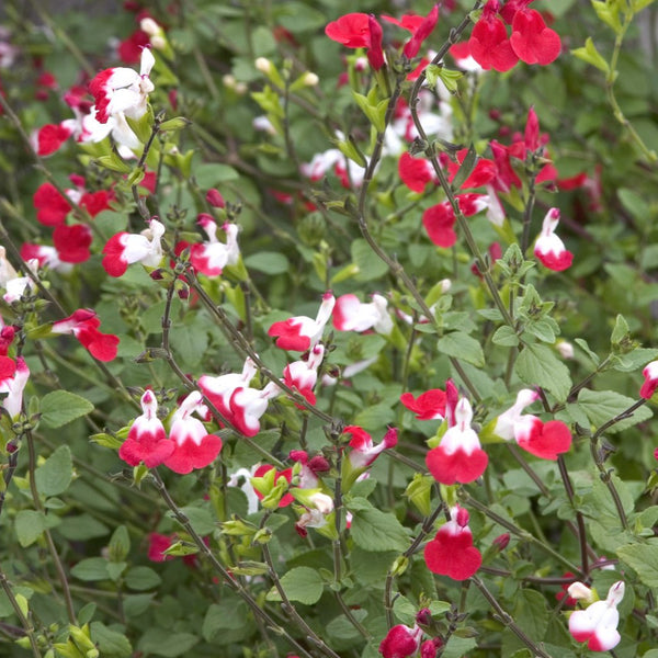 Salvia Hot Lips