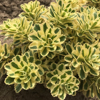 Sedum tak. Atlantis