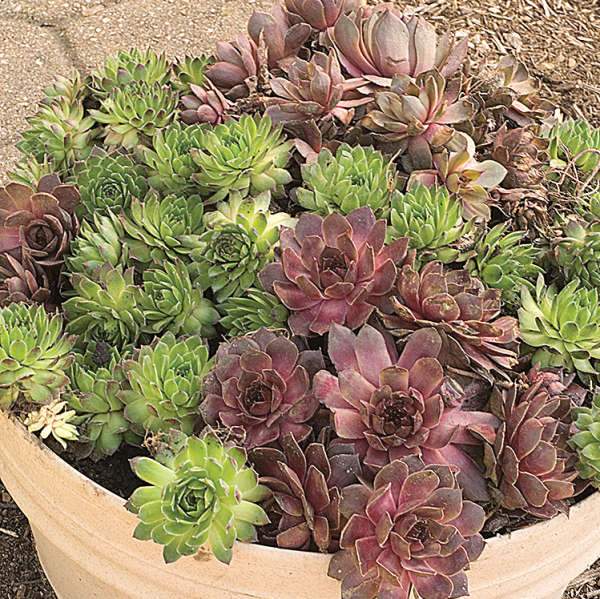 Sempervivum Mix