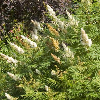 Sorbaria sorb Sem Ash Leaf Spirea