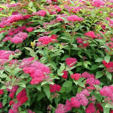 Spiraea Double Play Doozie®