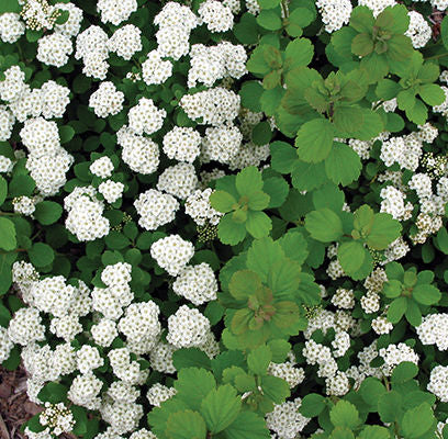 Spiraea bet Tor Birchleaf - white