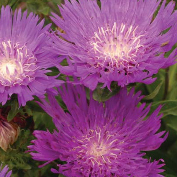 Stokesia Honeysong Purple