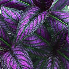 Strobilanthes Persian Shield