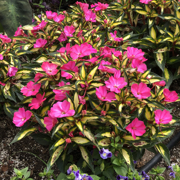 Sunpatiens Compact Tropic Rose