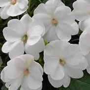 Sunpatiens Compact White