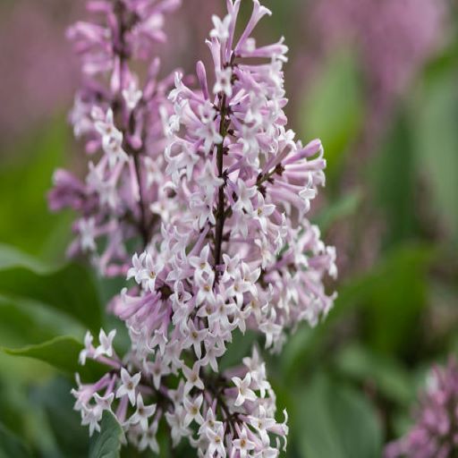 Syringa First Editions ' Little Lady '