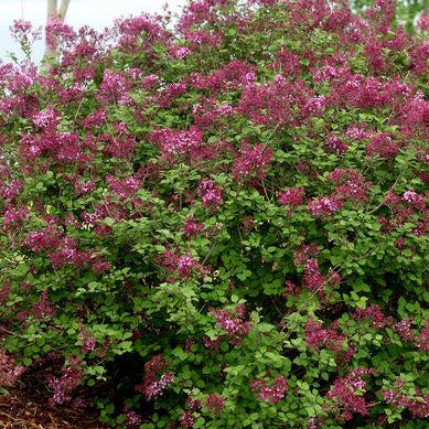 Syringa Bloomerang® Dark Purple