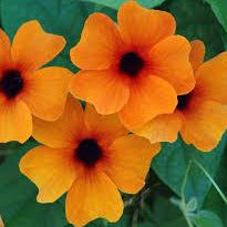 Thunbergia SunnySusy Red Orange