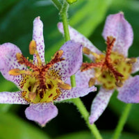 Tricyrtis  for. ' Autumn Glow ' - Toadlily