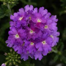 Verbena Cadet Upright Lavendar Blue