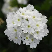 Verbena Cadet Upright White