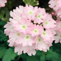 Verbena Firehouse Pink