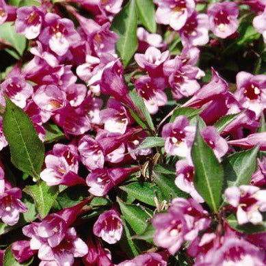 Weigela florida Minuet