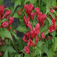 Weigela florida Red Sonic Bloom