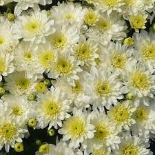 Mums - White