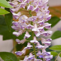 Wisteria Summer Cascade