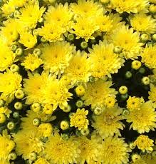 Mums - Yellow