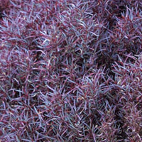 Alternanthera Burgundy Thread