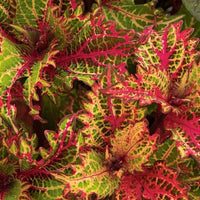 Coleus Peter's Wonder