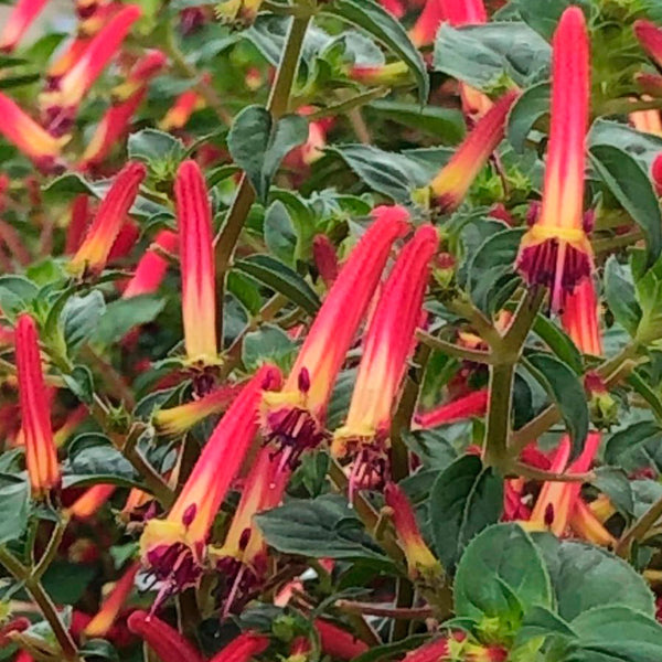 Cuphea Hummingbird's lunch