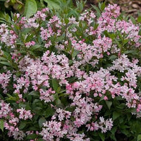 Deutzia Yuki Cherry Blossom®