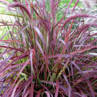 Grass Pennisetum Fireworks