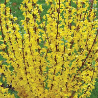 Forsythia x Show Off® Starlet