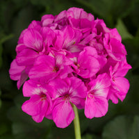 Geranium Americana Orchid