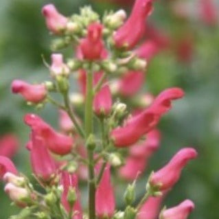 Scrophularia macrantha- Red Birds in a Tree