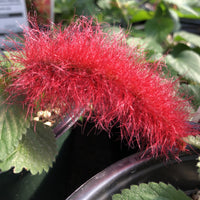 Acalypha pend Cats Tails