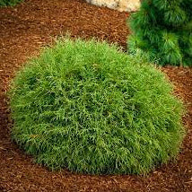 Thuja Mr. Bowling Ball® Arborvitae