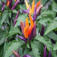 Ornamental Pepper Mambo Purple Orange