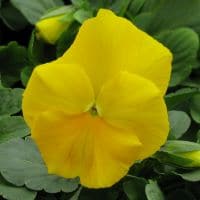 Pansy - Pure Yellow