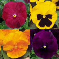 Pansy - Royal Mix