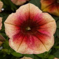 Petunia Funhouse Peach Melba