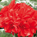 Geranium Wilhelm Langguth