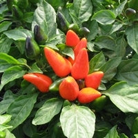 Ornamental Pepper Mambo Orange