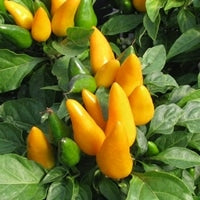 Ornamental Pepper Mambo Yellow