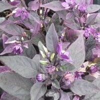 Ornamental Pepper Purple Flash