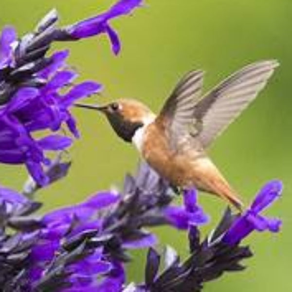 Salvia Hummingbird falls