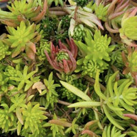 Sedum Mix Green Roof