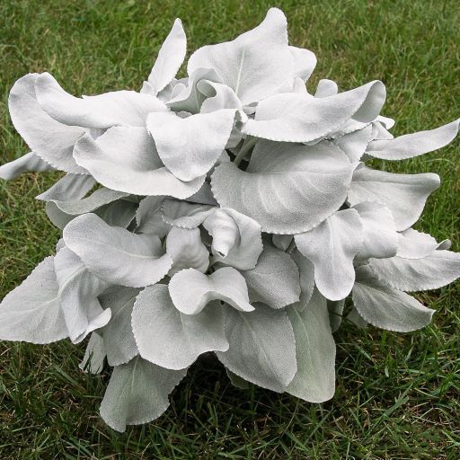 Senecio Angel Wings