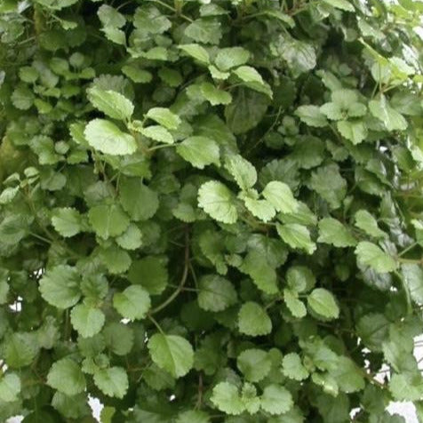 Plectranthus Swedish Ivy