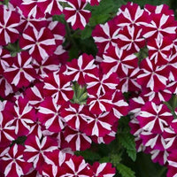 Verbena Voodoo Burgundy Star